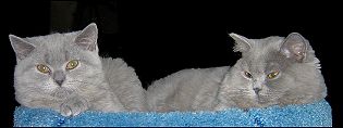 Drei und vier Monate alte Britisch Kurzhaar und Langhaar Kitten