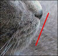 Kinn einer Chartreux