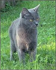 K&auml;tzin Chartreux