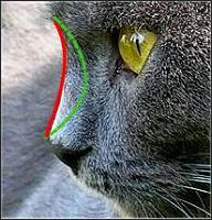 Nasenlinie Chartreux