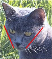 Profil der Chartreux