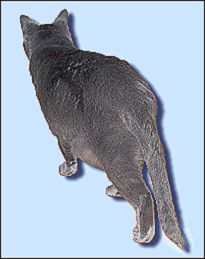 Schwanz Chartreux